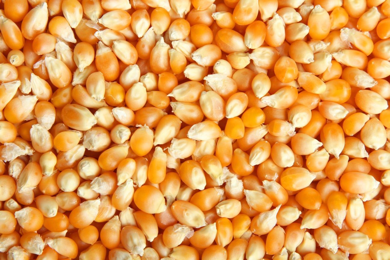 Продам зерно кукурудзи