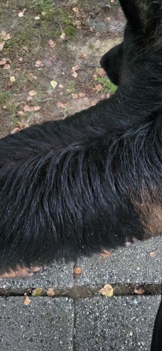 Owczarek Niemiecki.