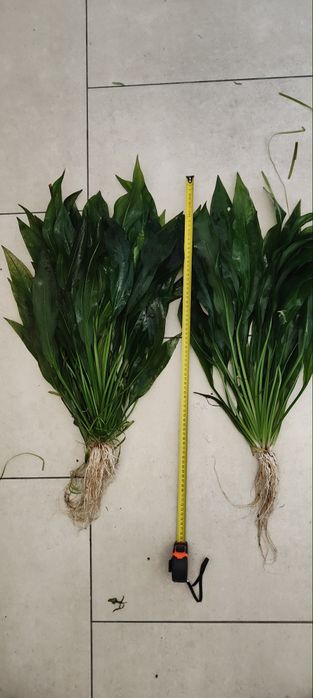 Żabienice amazońskie 60cm