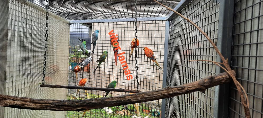 Disponíveis red rumped 2025