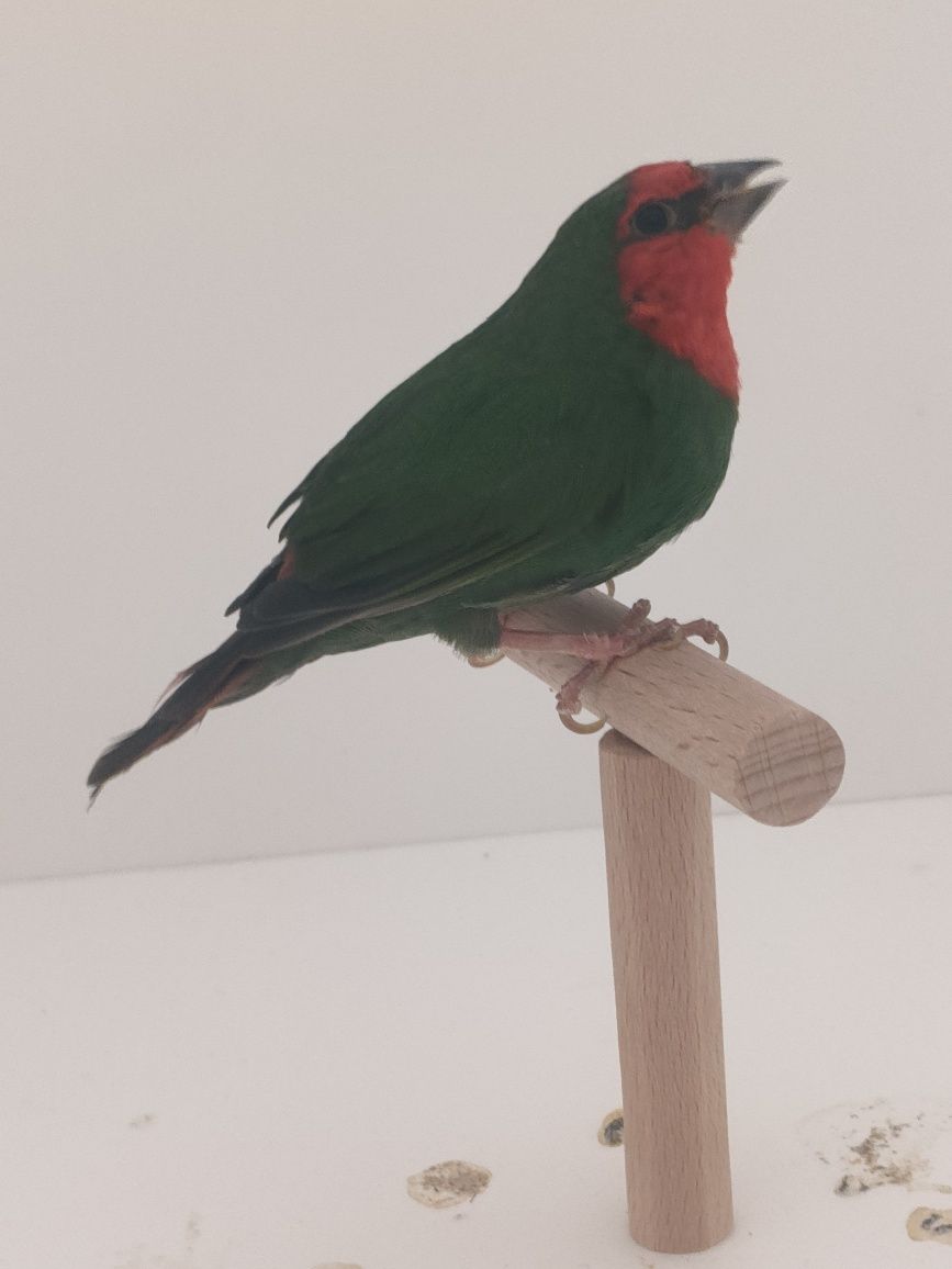 Fêmea diamante papagaio