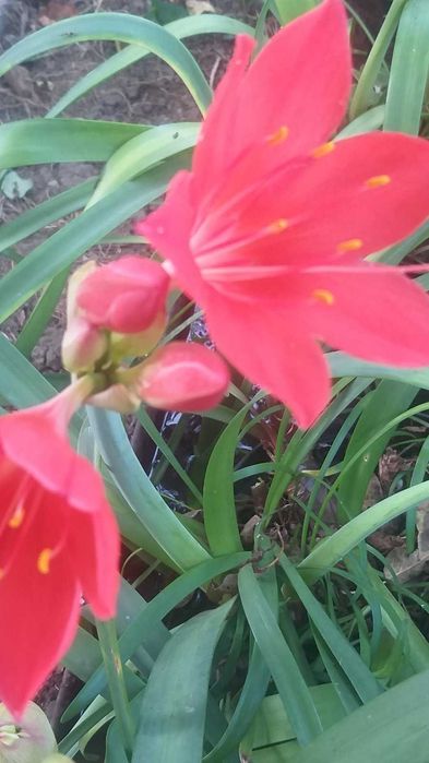 Валлота, клівія, зеферантес, амарилліс, гібіскус Чернівці