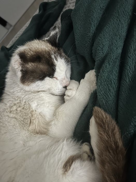 Pet Sitting - Pet Feliz > Coimbra & Figueira da Foz