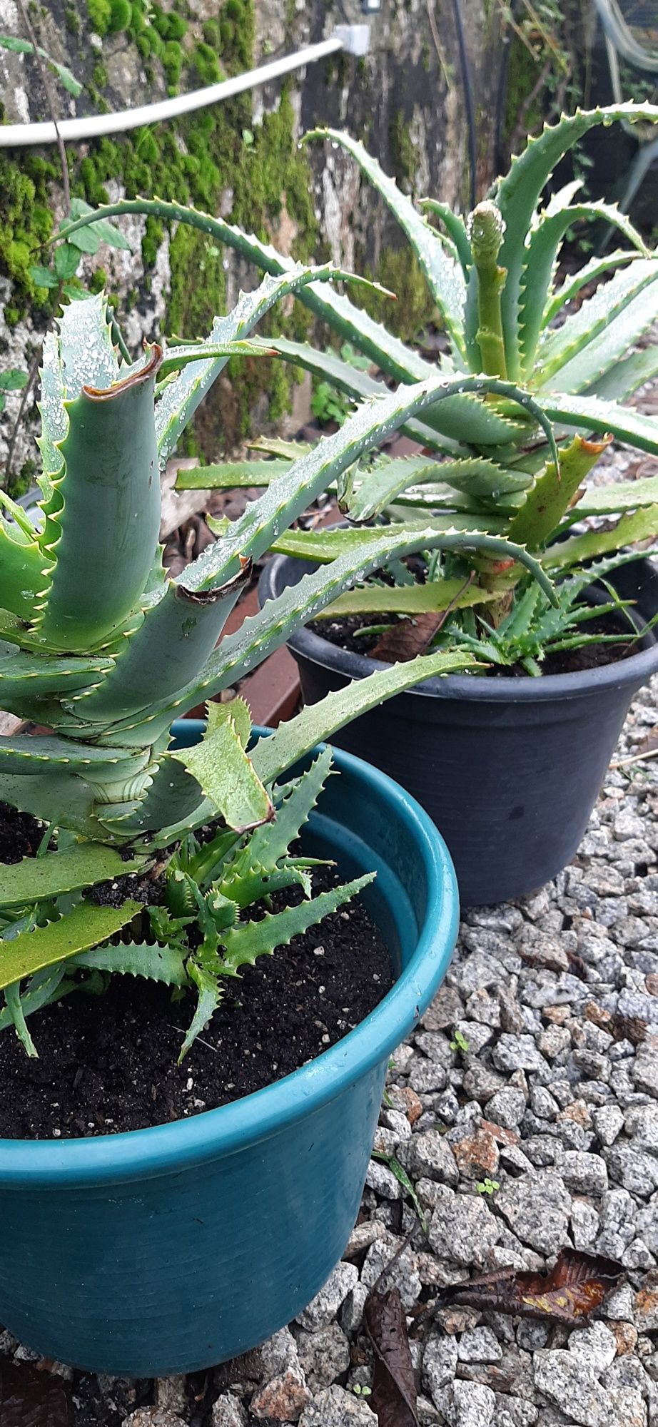 Cactos aloe vera