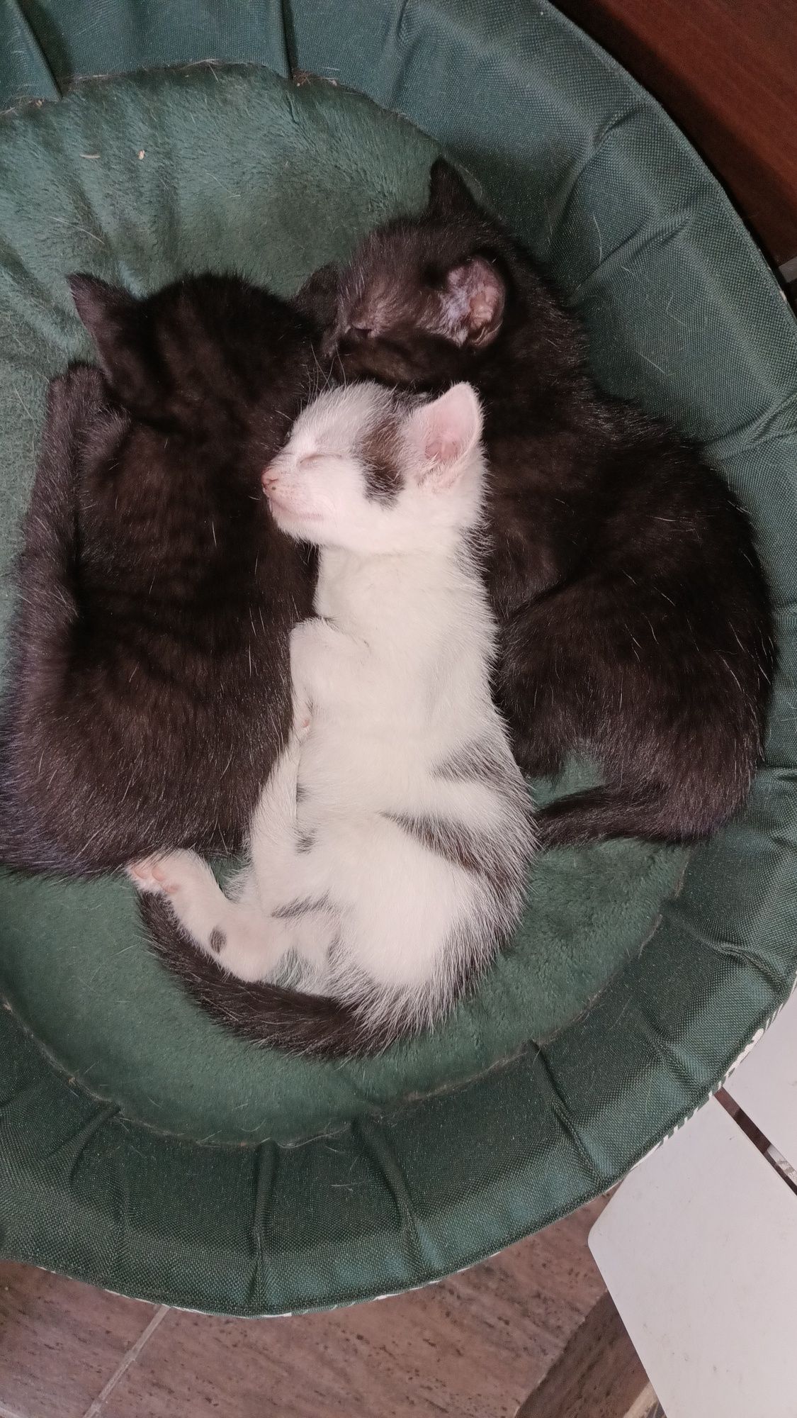 Oddam kotki w dobre ręce