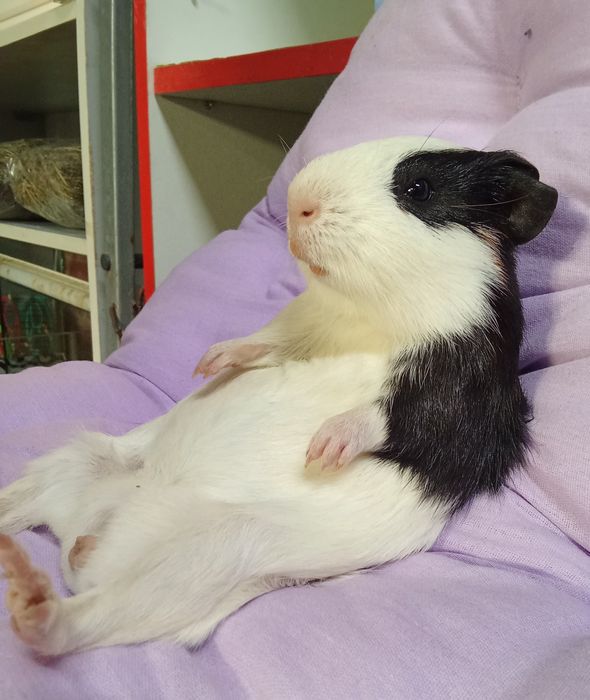 Морська свинка гладкошерста