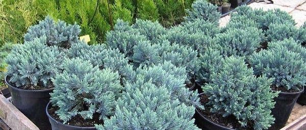 Можжевельник чешуйчатый Blue Star,Blue Arrow