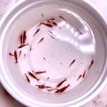Camarões Neocaridina 30 unidades