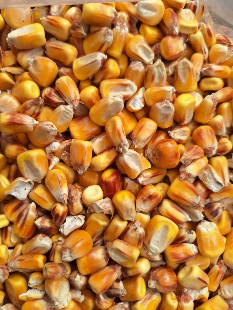 Kukurydza wędkarska 20 kg GRATIS puszka kg wędkarskiej