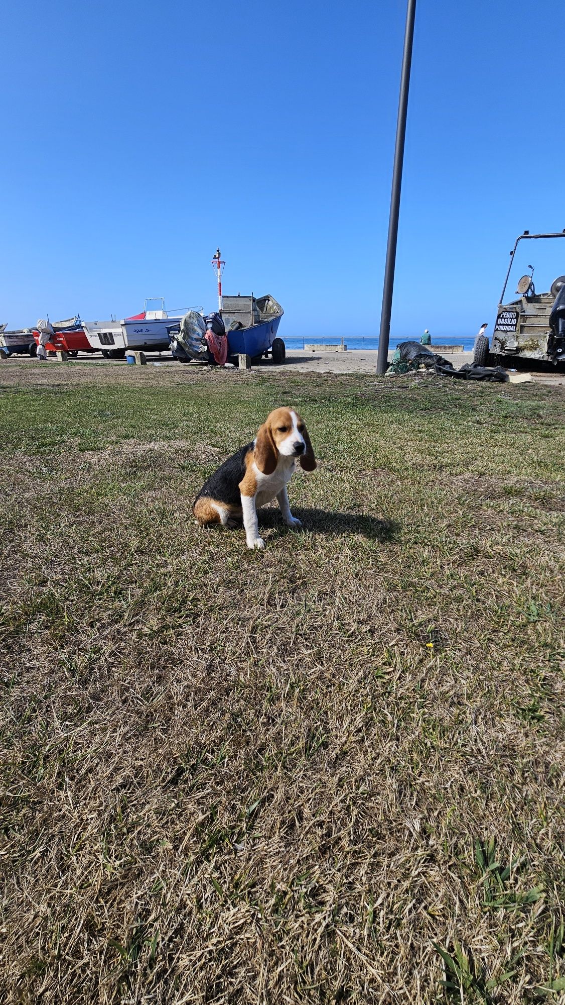 Beagle tricolo macho