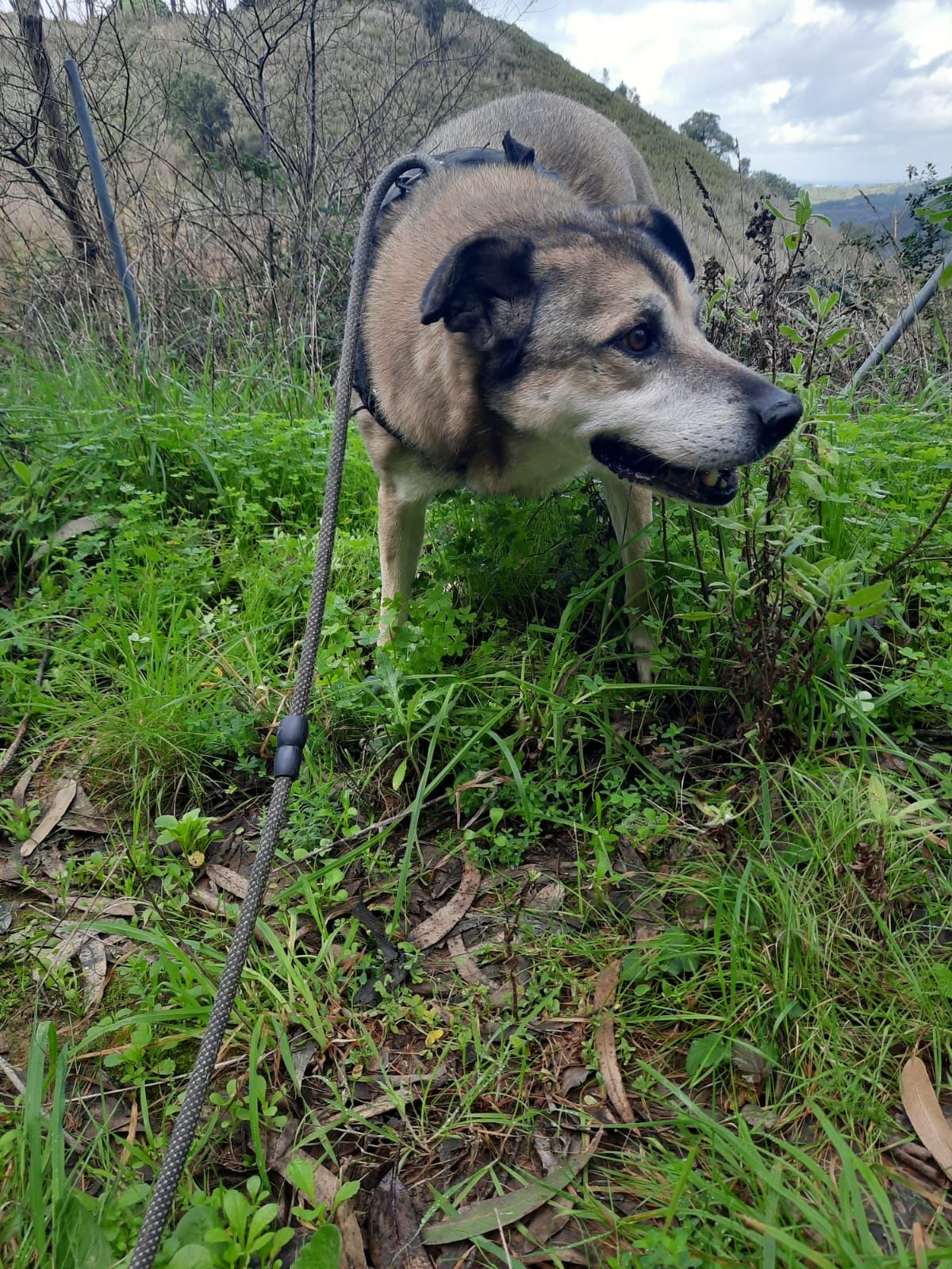 Peludinho x husky para adopção consciente