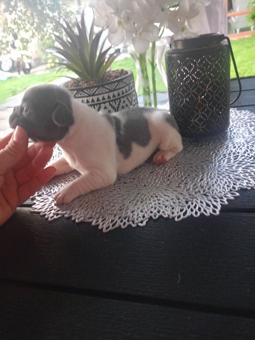 Buldog francuski