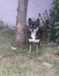 Chihuahua sunia dorosła