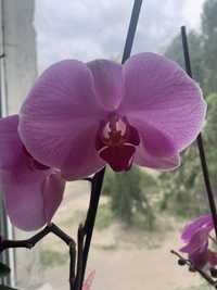 Продам орхидеи из личной коллекции