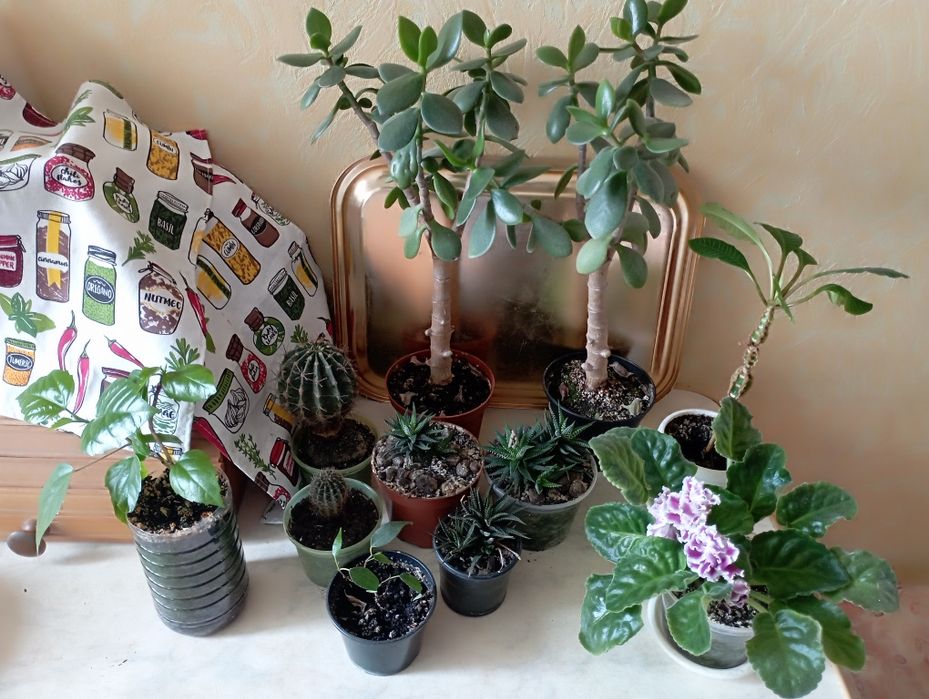 Хавортія, грошове дерево,  кактус, фікус, гібіскус,  молочай,