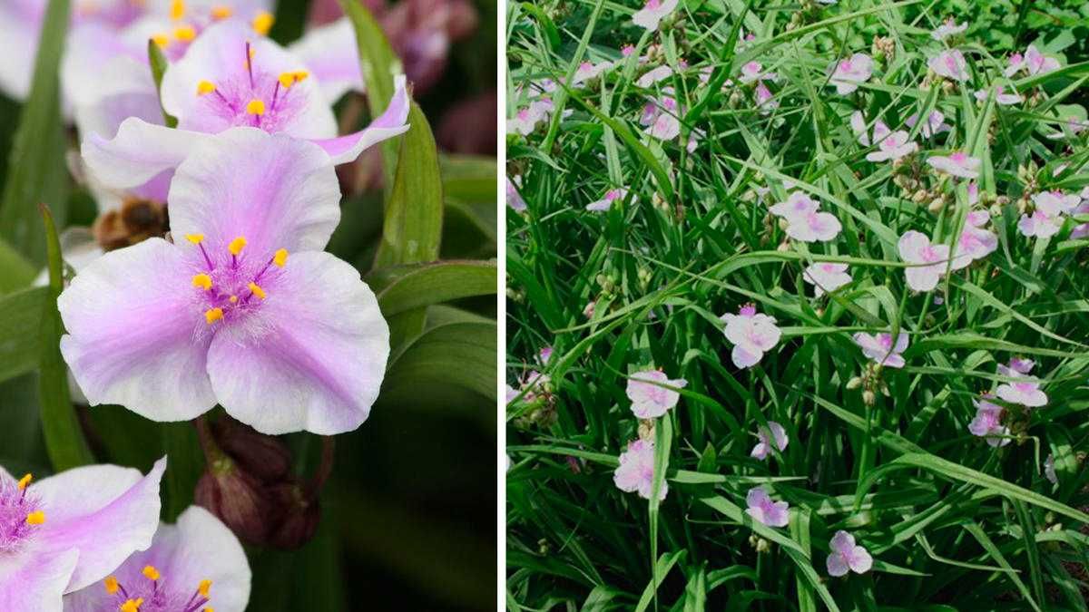 Trzykrotka Andersona 'Pink Chablis'