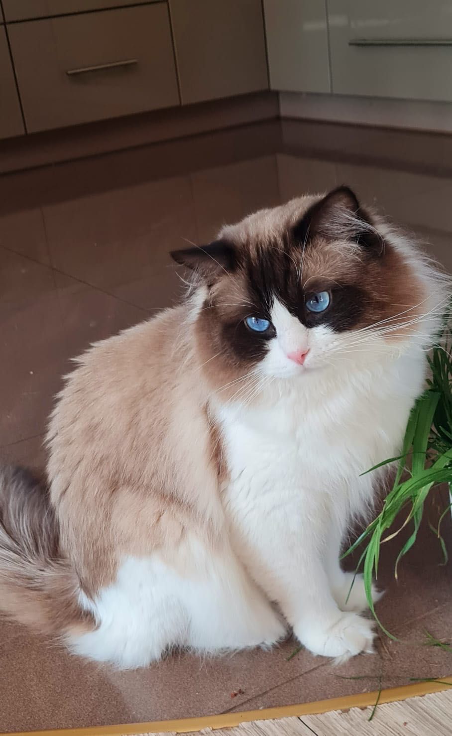 Kotek Ragdoll na kolanka