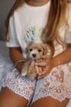 Хлопчик мальтіпу міні ф1, мальчик мини мальтипу, maltipoo mini male f1