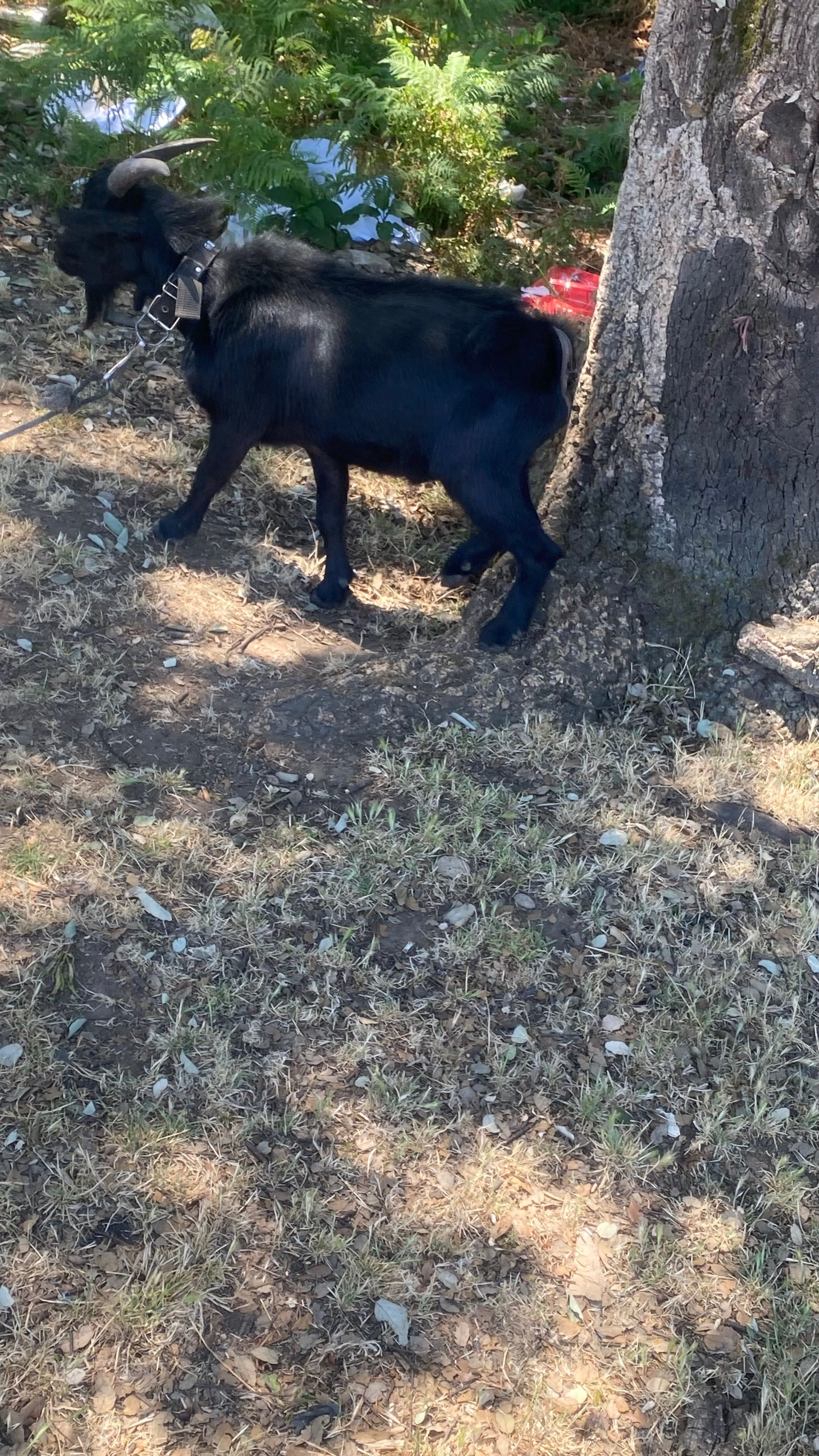 Vendo cabrito anão