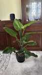 Philodendron Iperial Green