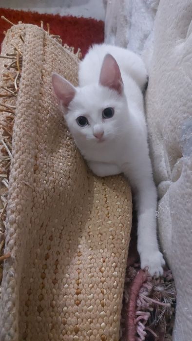 Gatinha para adoção