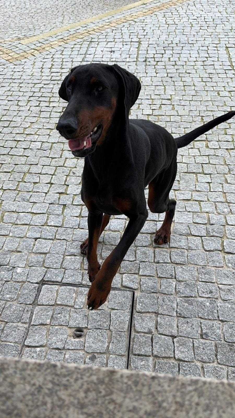 Adoção Responsável – DOBERMAN