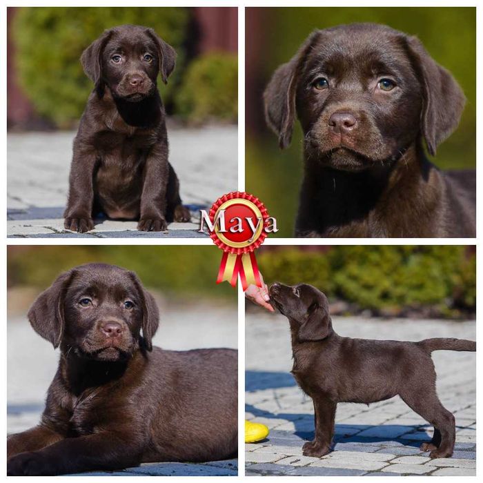 Видео, профпитомник) Элит щенки цуценята лабрадора ретривера ретрівера