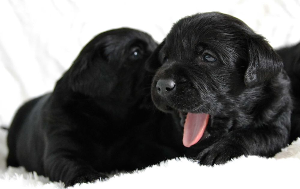 Cudowny szczeniak Labrador Retriever FCI