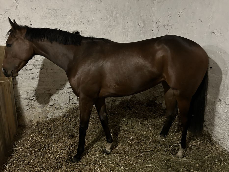 Klacz 4 lata folblut