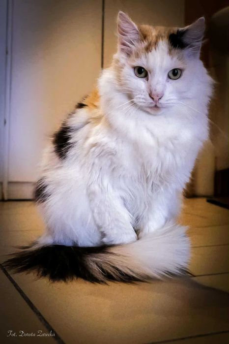 Stokrotka około 3 letnia kotka z długim ogonem