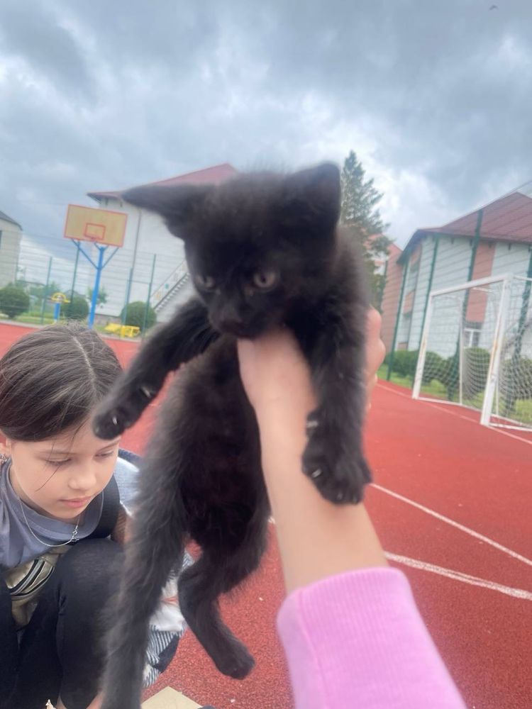 віддамо в добрі руки котиків)