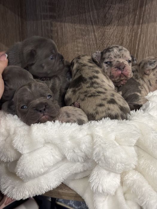 Французькі Бульдожки чекають на нову родину.