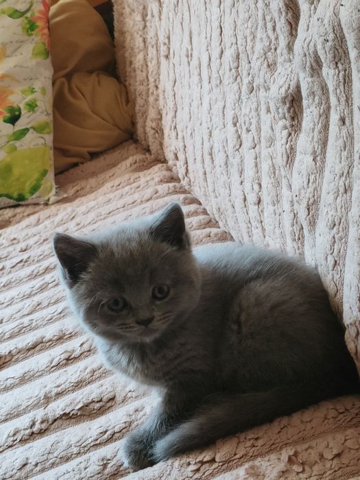 Kocurek Brytyjski niebieski