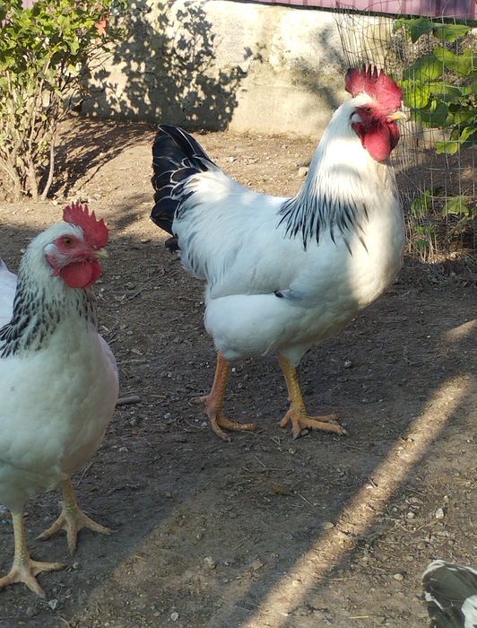 Продам півні Адлер срібний