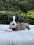 Welsh Corgi Cardigan – sunia