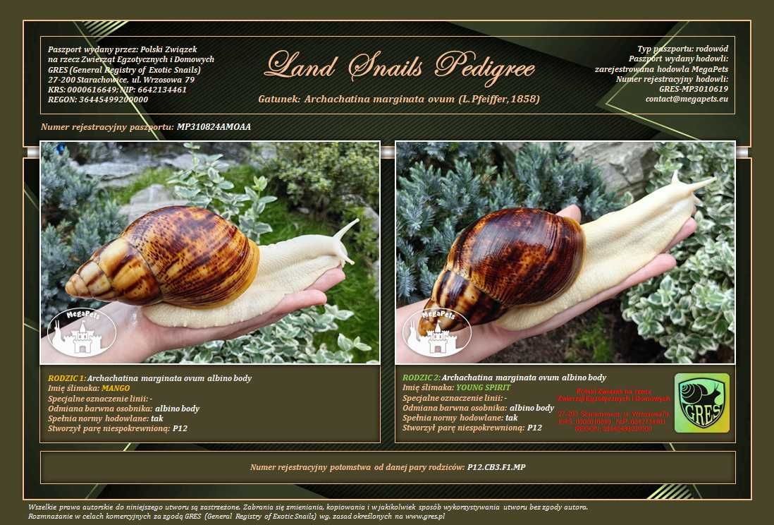 Atlas Ślimaków Olbrzymich e-Książka Achatina Lissachatina Archachatina
