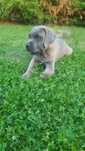 Cane corso italiano samiec