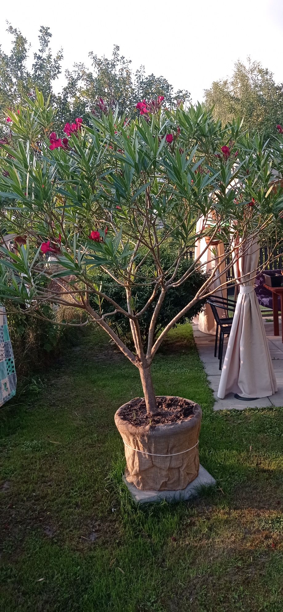 Oleander sprzedam