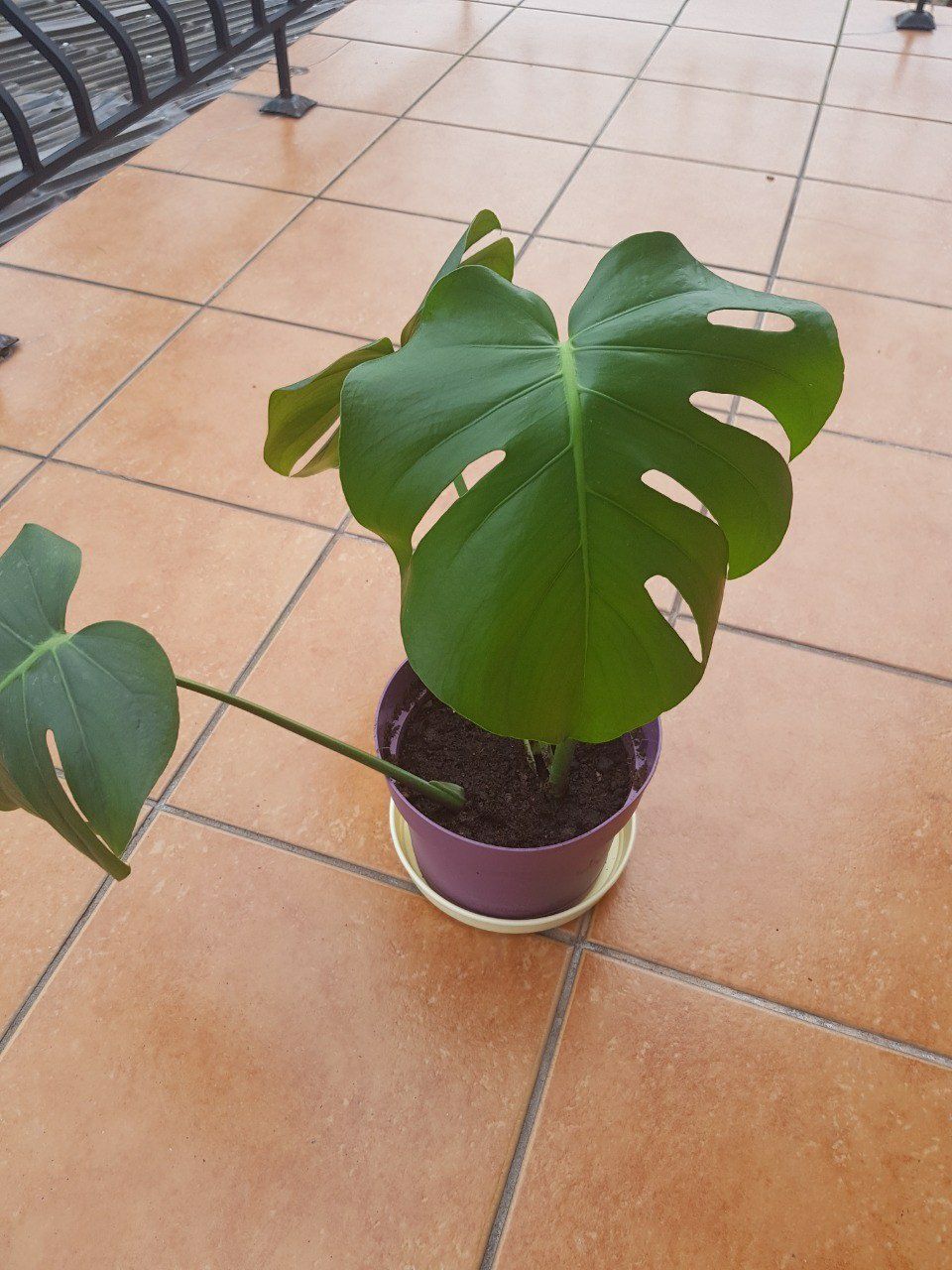 Roślina monster monstera deliciosa 55 cm