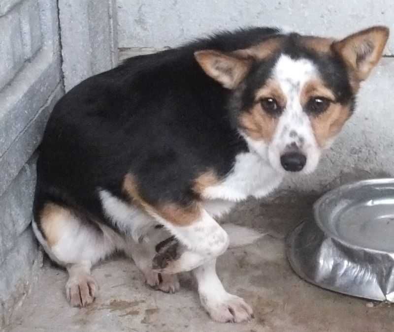 LINORKA suczka nieduża do adopcji