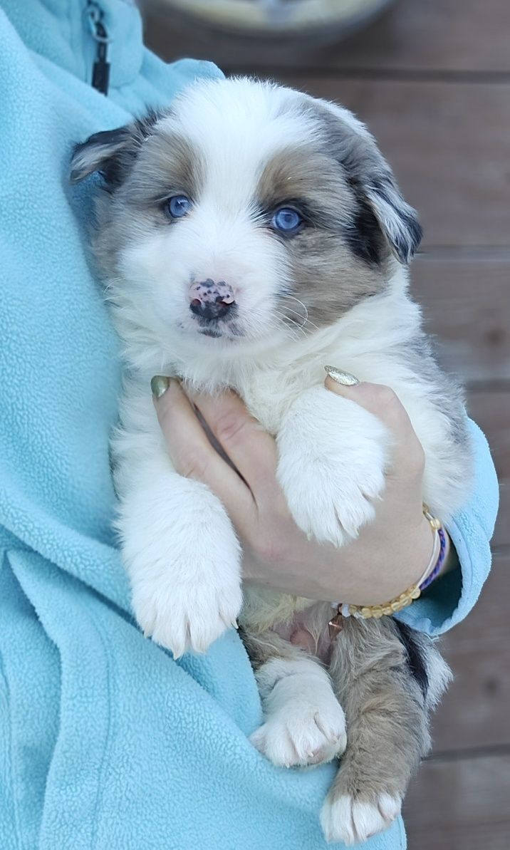 Border Collie piesek UNIKATOWY niebieskooki