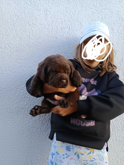 Labrador retriever czekoladowy piesek.
