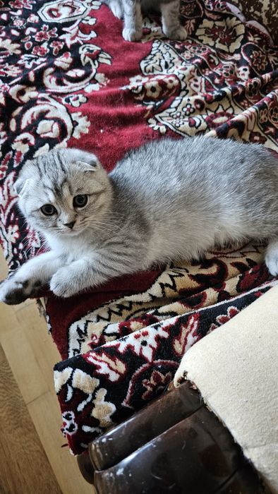 Шотландські кошенята