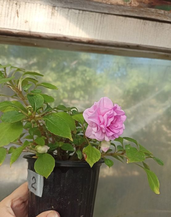 Бальзамін махровий великоквітковий кімнатний