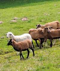 Młode owce kameruńskie