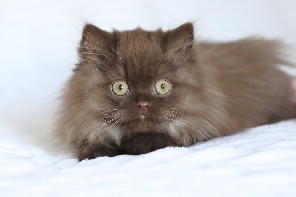 Szkocki prostouchy zwisłouchy cynamon czekolada  PZF WCF