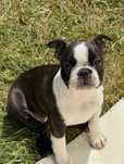 Suczka Boston Terrier ZKwP/FCI