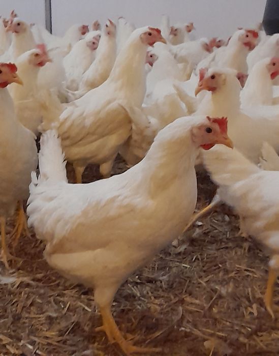 Kury Nioski Leghorn 24tyg z jajkiem Leghorny