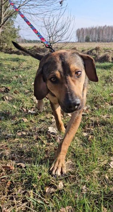 Nala w typie posokowca szuka domu