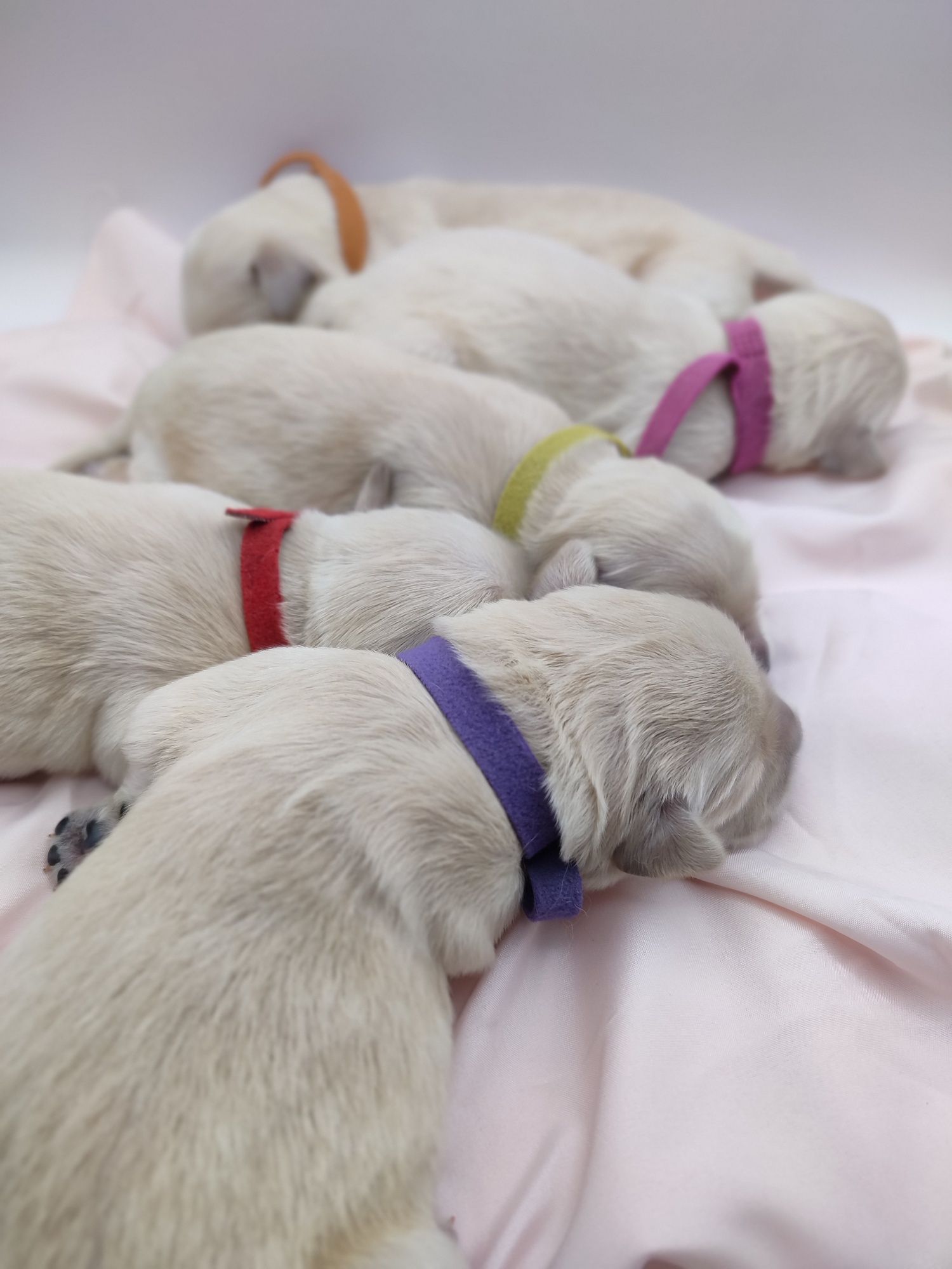 Golden retriever suczka do rezerwacji